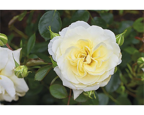 Close-up van een lichtgele roos met groene bladeren