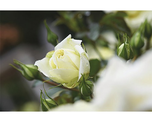 Close-up van een bijna uitgebloeide roos in de tuin