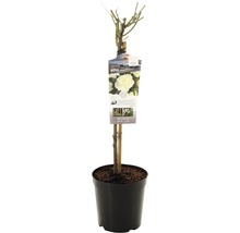 Stamroos in pot met plantenlabel