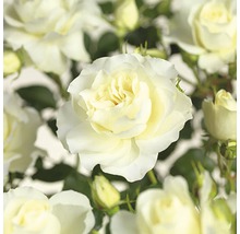 Close-up van witte rozenbloemen