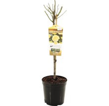 Gele edelroos in pot