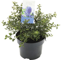 Ceanothus thyrsiflorus repens in pot