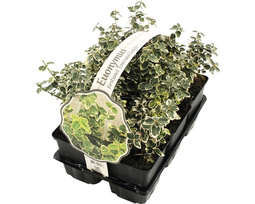 Euonymus fortunei ''Emerald Gaiety'' in pot