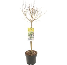 FLORASELF Chinees Klokje op stam Forsythia intermedia Week-End Lichtgeel