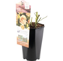 Rosa Hanseastadt Rostock in pot