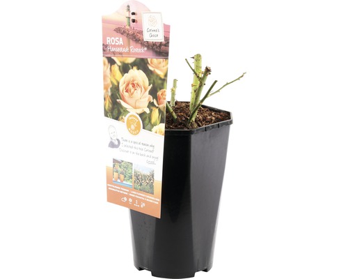 Rosa Hanseastadt Rostock in pot