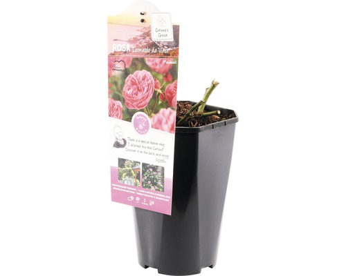 Leonardo da Vinci roos in pot