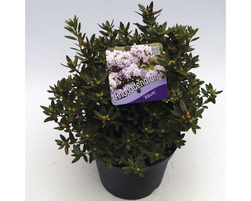 FLORASELF® Dwergrhododendron Rhododendron impeditum 'Album' potmaat Ø17 cm Rhododendron in pot met etiket