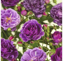 FLORASELF® Rozenstruik minerva violet