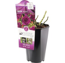 Rosa Minerva in pot