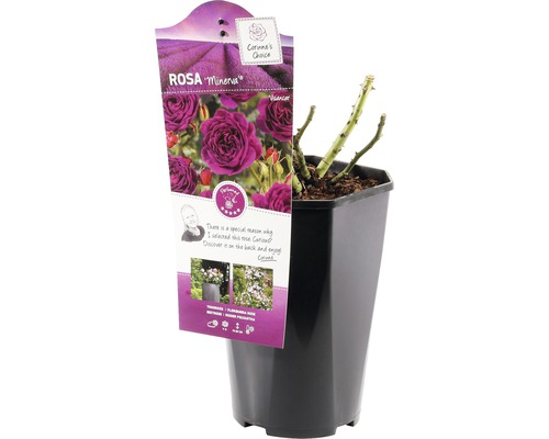Rosa Minerva in pot