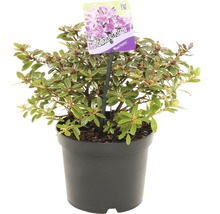 Rhododendron in pot
