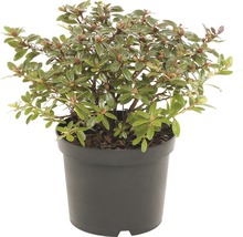 Rhododendron in pot met groene bladeren