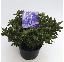 FLORASELF® Dwergrhododendron Rhododendron 'Night Sky' potmaat Ø17 cm-thumb-0