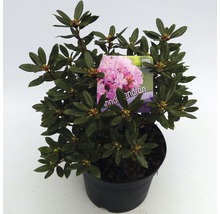 FLORASELF® Dwergrhododendron Rhododendron 'Pintail' potmaat Ø17 cm