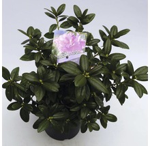 Rhododendron in een pot met etiket