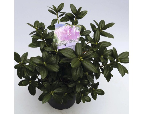 FLORASELF® Dwergrhododendron Rhododendron 'Praecox' potmaat Ø17 cm