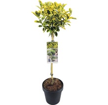 FLORASELF® Japanse kardinaalshoed Euonymus japonicus 'Marieke'