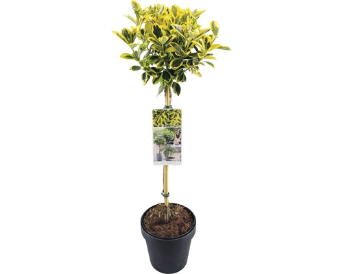 Kardinaalsmuts potplant in zwarte pot