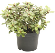 Rhododendron in pot