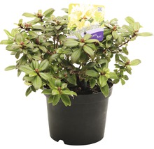 Rhododendron in pot met gele bloemen