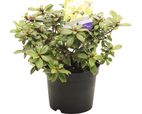Rhododendron in pot met gele bloemen
