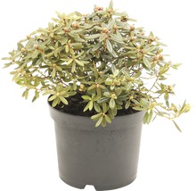 Pot met dwergalpenroos