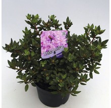 Rhododendron in pot