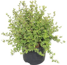 Struik in pot
