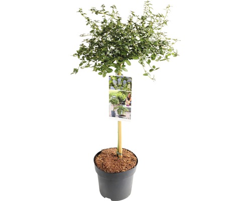 FLORASELF® Amerikaanse sering op stam Ceanothus thyrsiflorus var. repens Lichtblauw