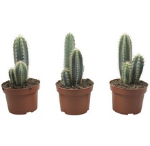 FLORASELF Zuilcactus Cereus x Hybride potmaat Ø 8,5 cm H 8,5-12 cm