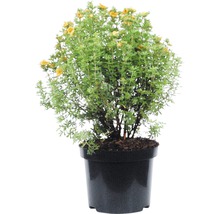 Gele struik in pot