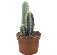 FLORASELF Zuilcactus Cereus x Hybride potmaat Ø 8,5 cm H 8,5-12 cm