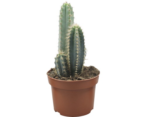 Cactus in een pot