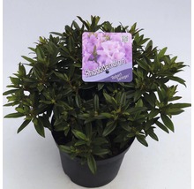 Rhododendron ''Robert Seleger'' in pot