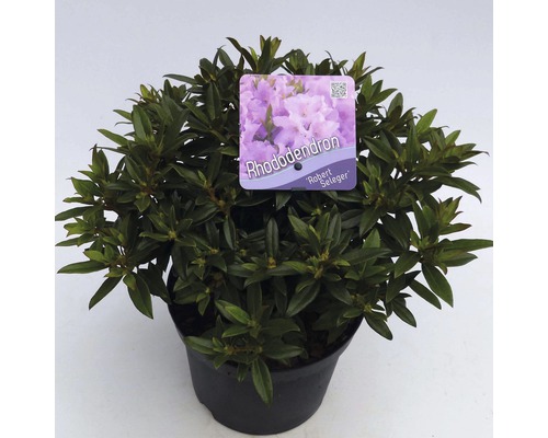 FLORASELF® Dwergrhododendron Rhododendron 'Robert Seleger' potmaat Ø17 cm