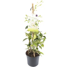 FLORASELF® Toscaanse Jasmijn Trachelospermum Jasminoides potmaat Ø 17 cm-thumb-0