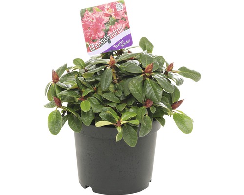 Rhododendron ''Scarlet Wonder'' in pot