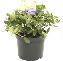Rhododendron Shamrock in pot