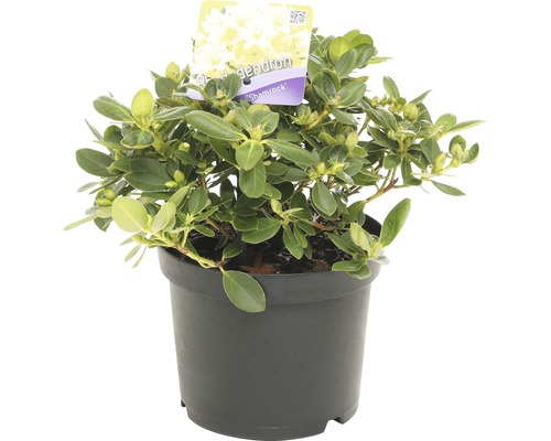 Rhododendron Shamrock in pot