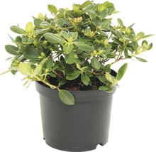 Rhododendron in een zwarte pot