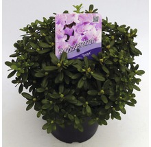 FLORASELF® Dwergrhododendron Rhododendron 'Snipe' potmaat Ø17 cm