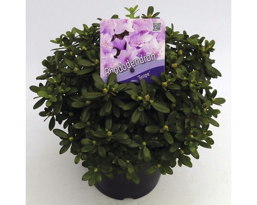 Rhododendron in pot met plantenetiket