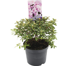 FLORASELF® Dwergrhododendron Rhododendron 'Snipe' potmaat Ø17 cm