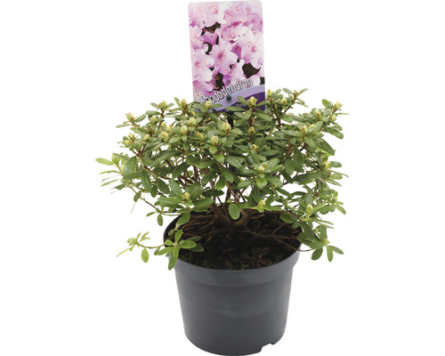 FLORASELF® Dwergrhododendron Rhododendron 'Snipe' potmaat Ø17 cm