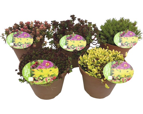 Verschillende vetkruidplanten in potten