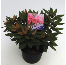 FLORASELF® Dwergrhododendron Rhododendron 'Winsome' potmaat Ø17 cm