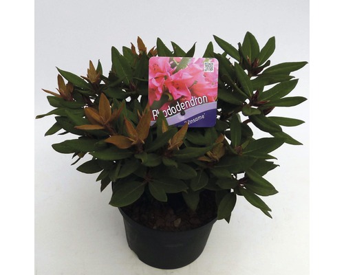 FLORASELF® Dwergrhododendron Rhododendron 'Winsome' potmaat Ø17 cm