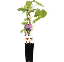 Wijnstok in pot met klimhulp