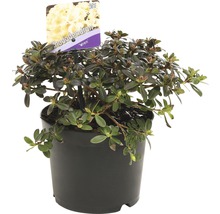 Rhododendron ''Wren'' in pot